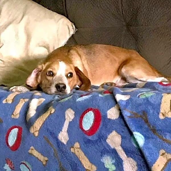Photo of Honey