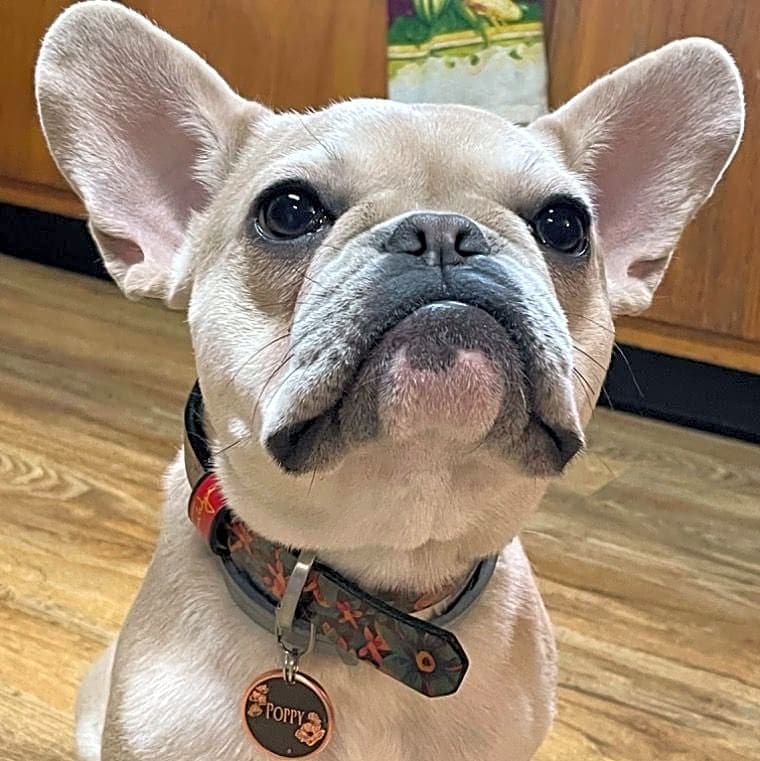 Photo of Poppy