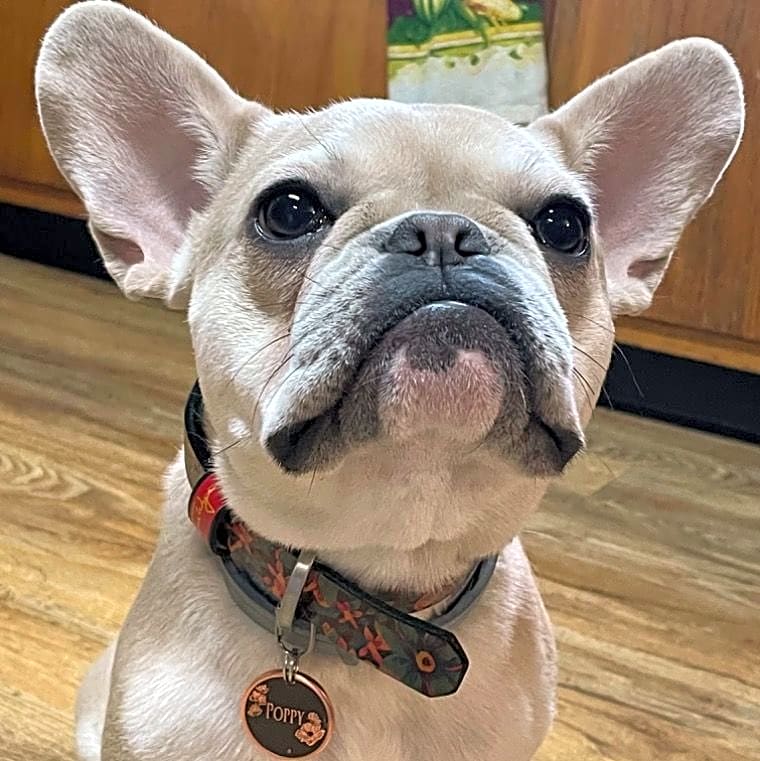 Photo of Poppy