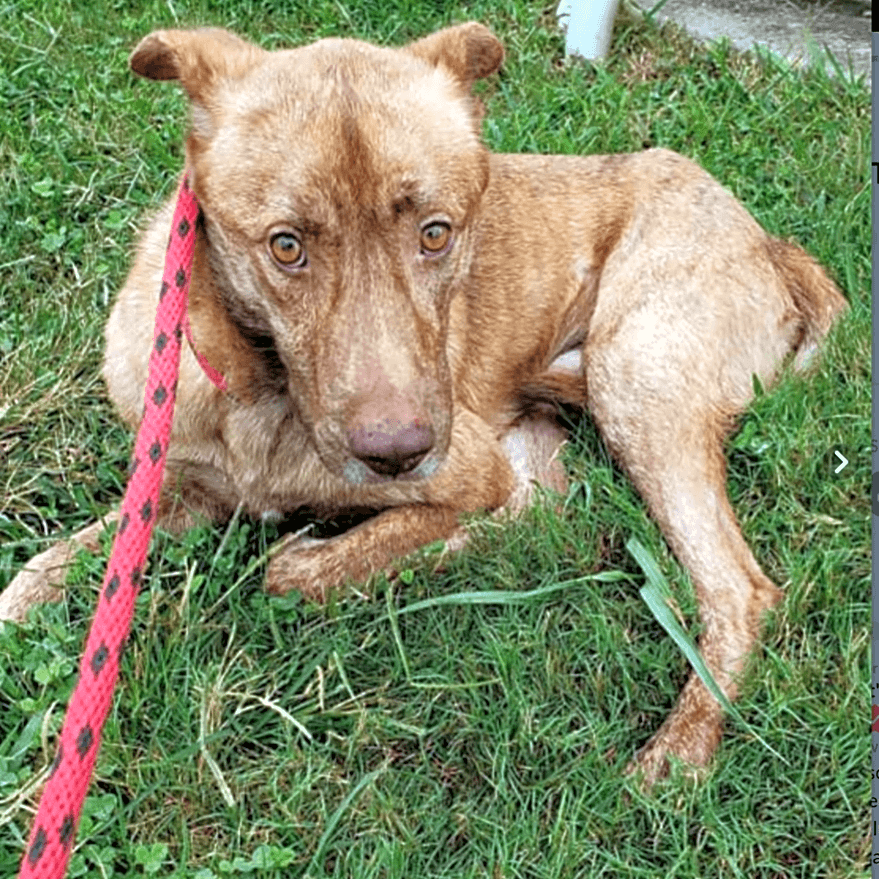 Photo of Rusty