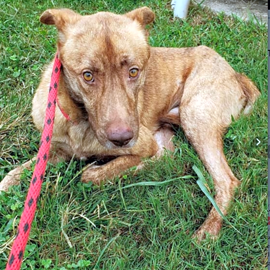 Photo of Rusty