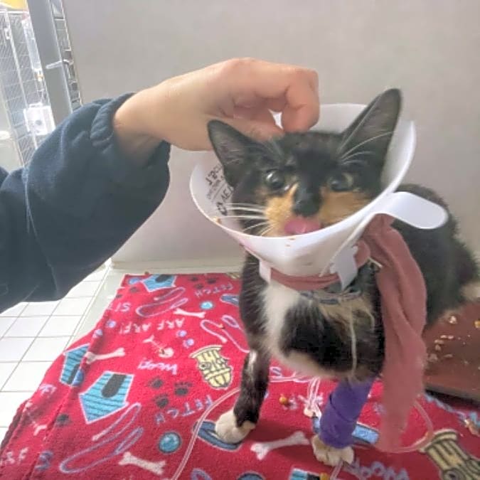 Photo of Luna