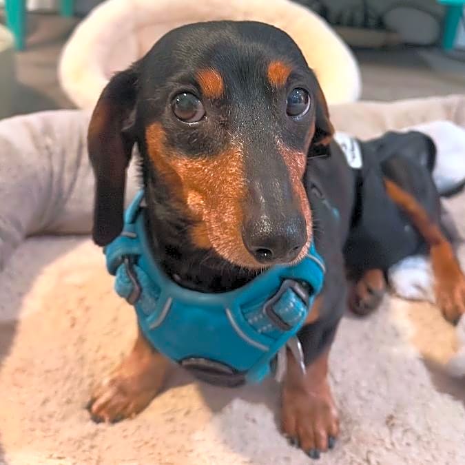 Photo of Junie