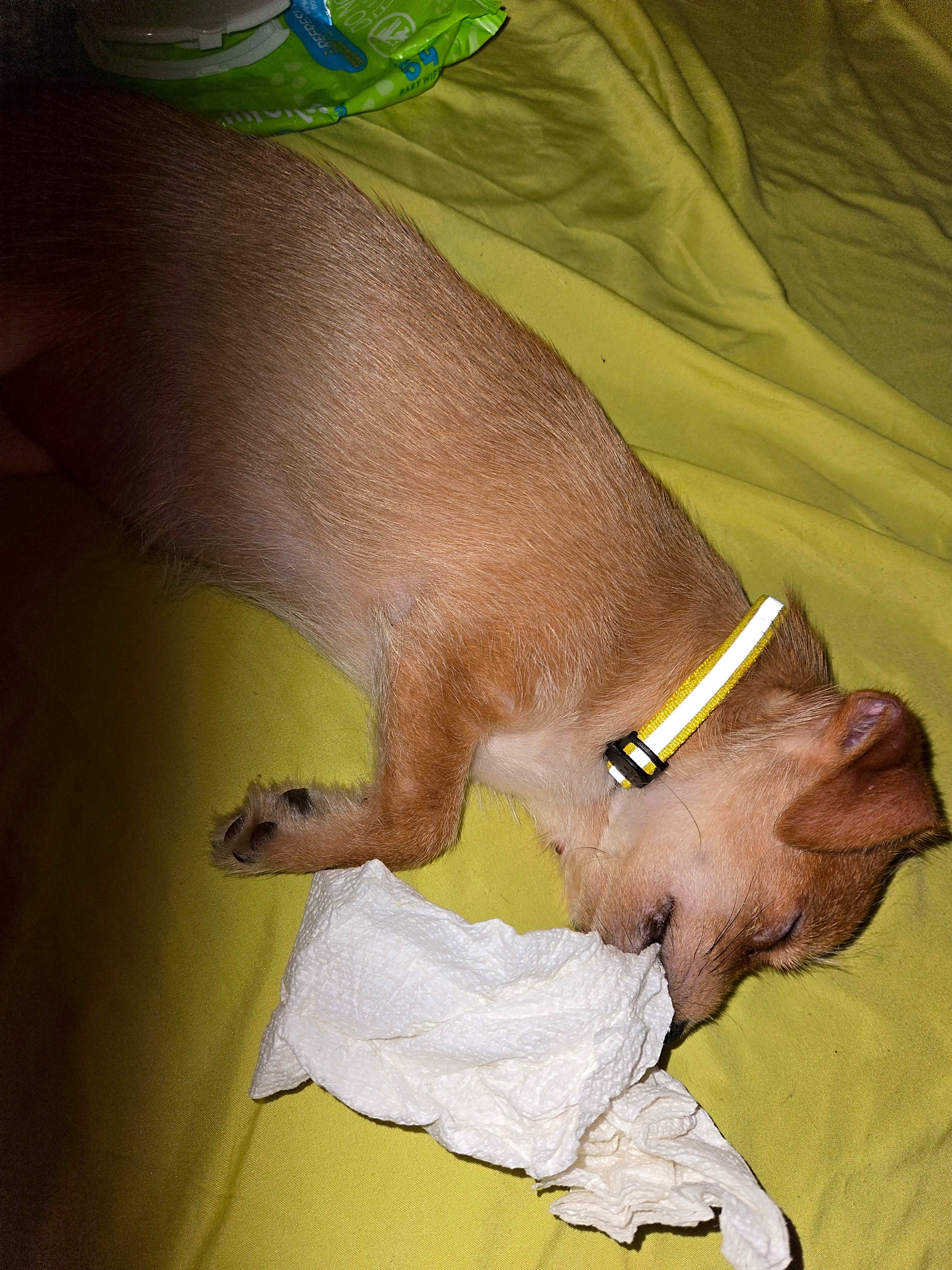 Photo of Peanut