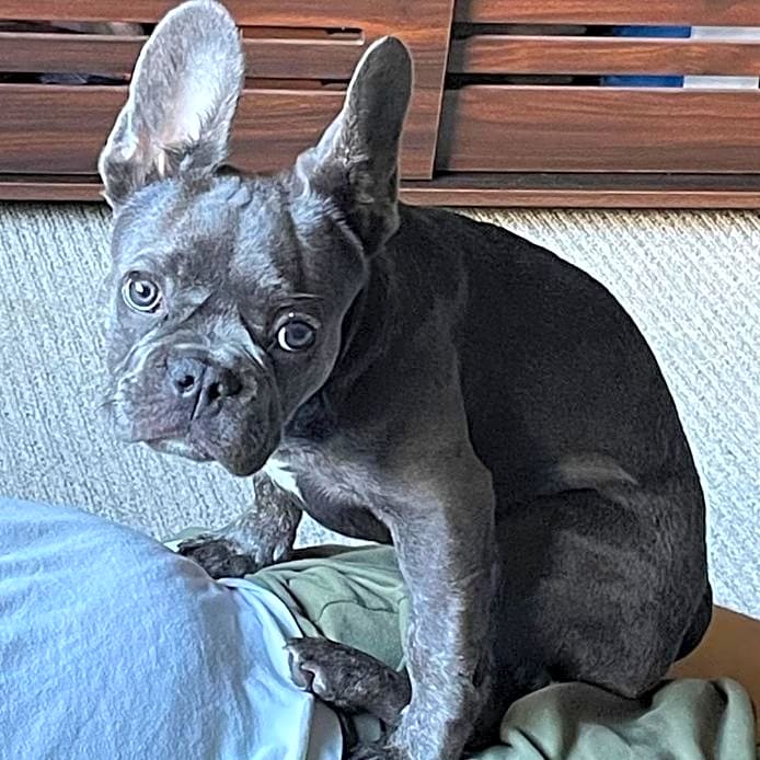 Photo of Ollie