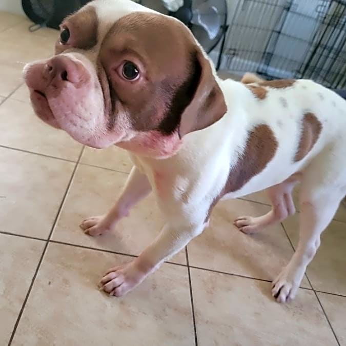 Photo of Ace