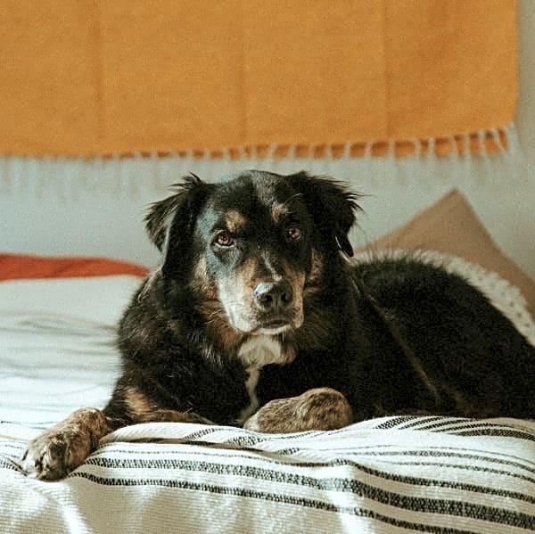 Photo of Bridger