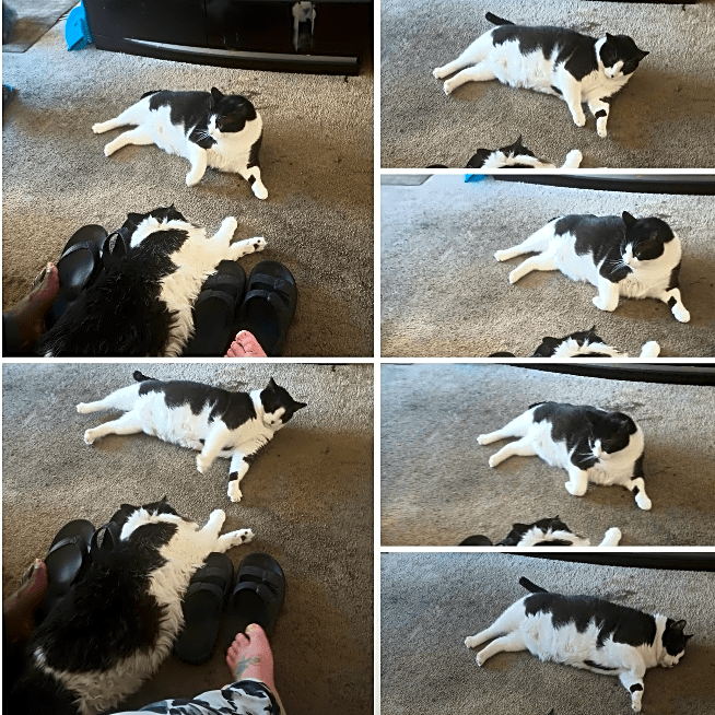 Photo of Coco