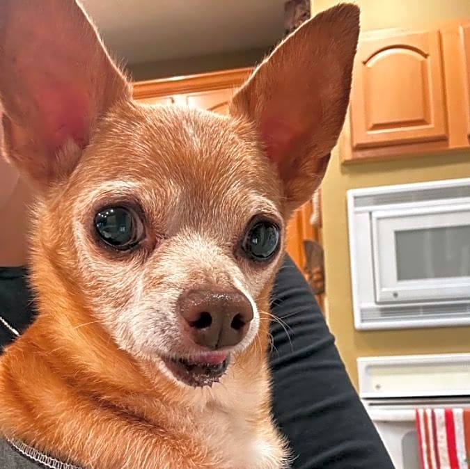 Photo of Scooby
