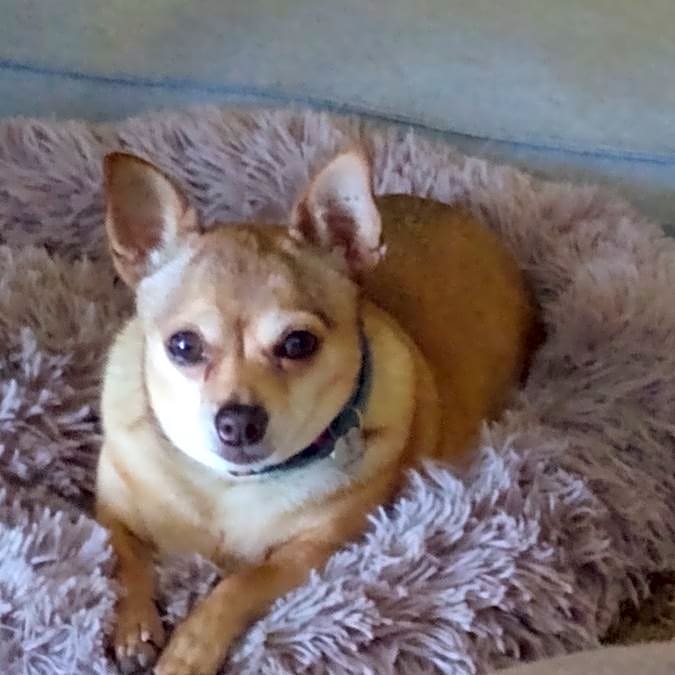 Photo of Cici