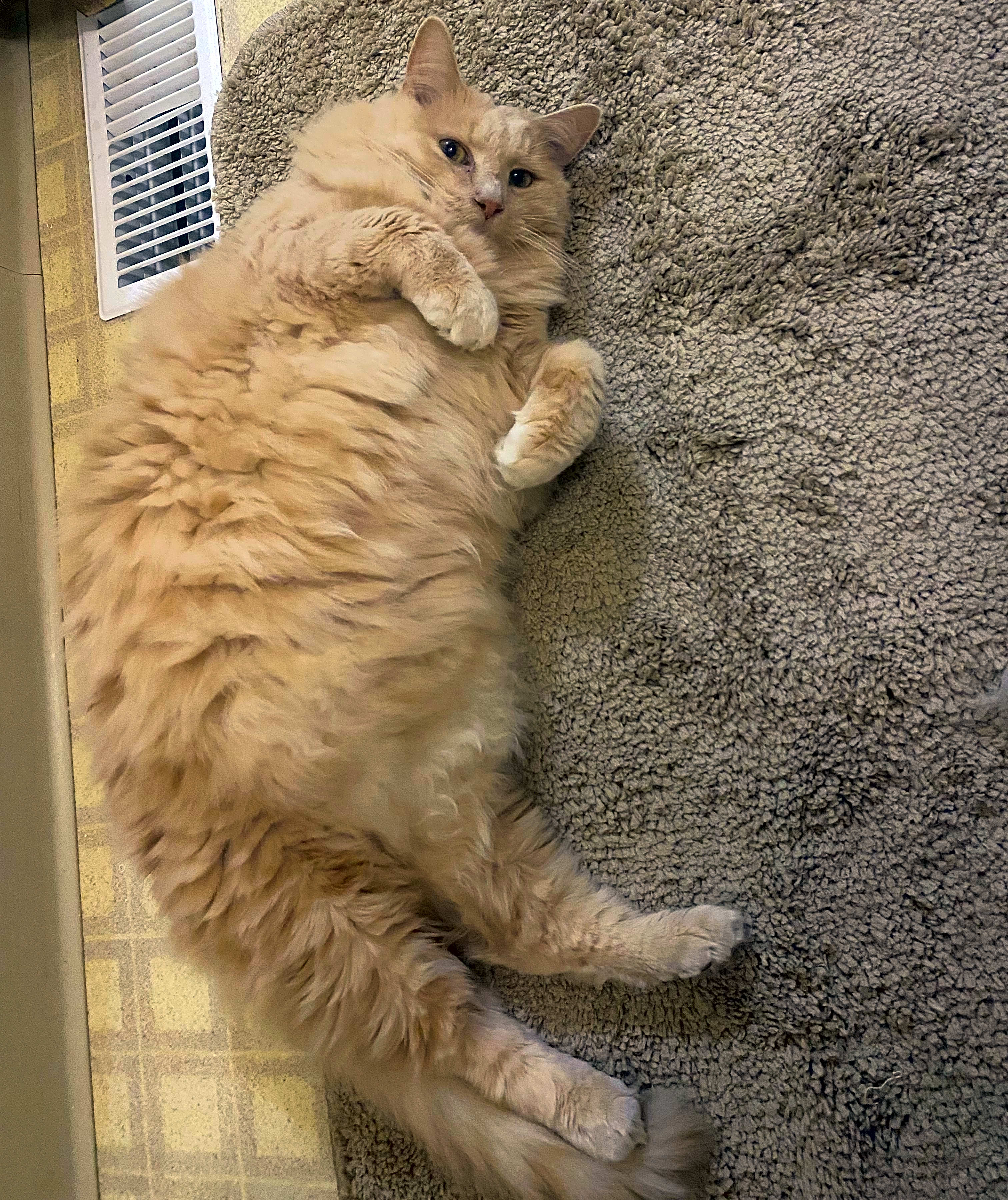 Photo of Hammy