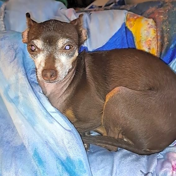 Photo of Coco