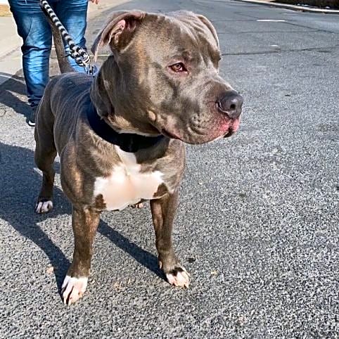 Photo of Diesel