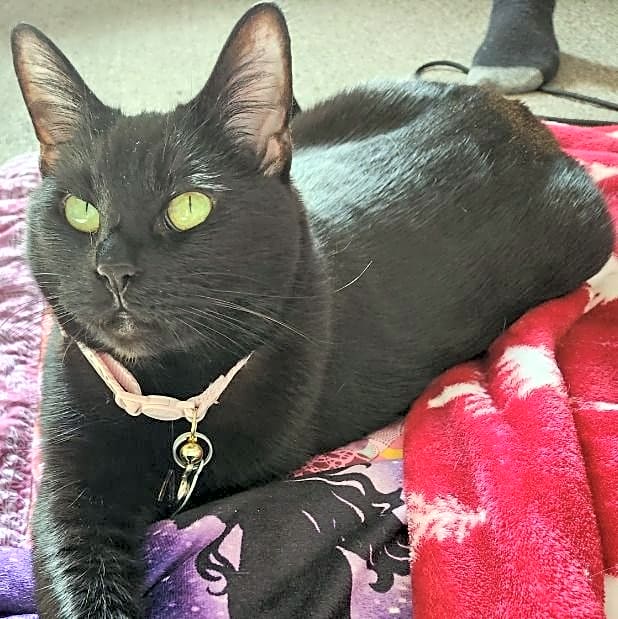 Photo of Bella