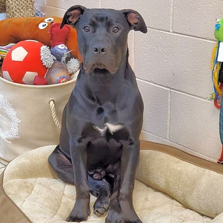 Photo of Deuce aka Buck