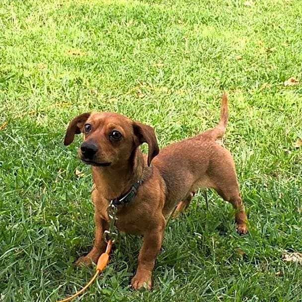 Photo of Gizmo