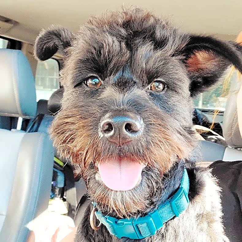 Photo of Pumba