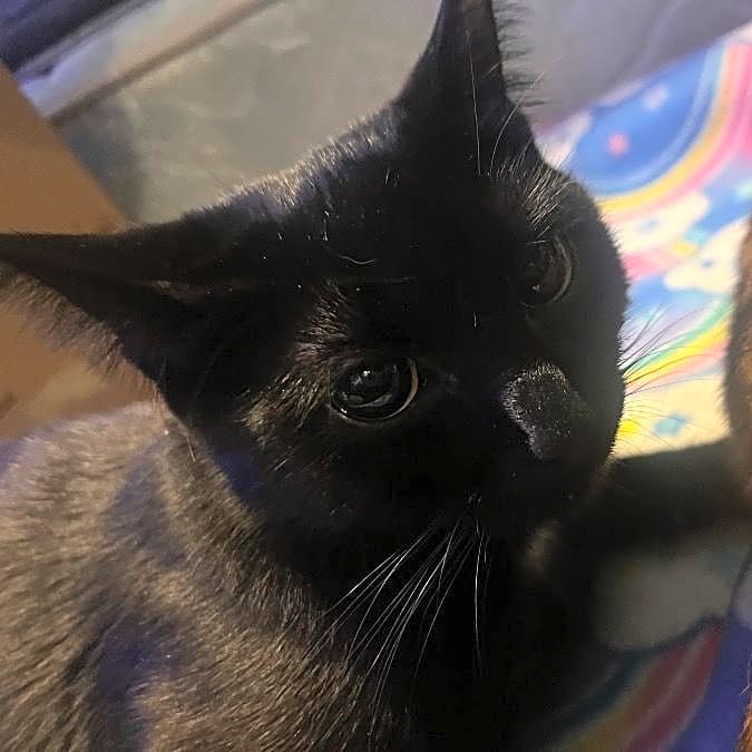 Photo of Widow