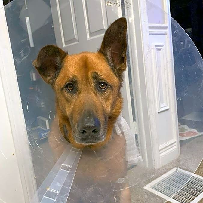 Photo of Scooby