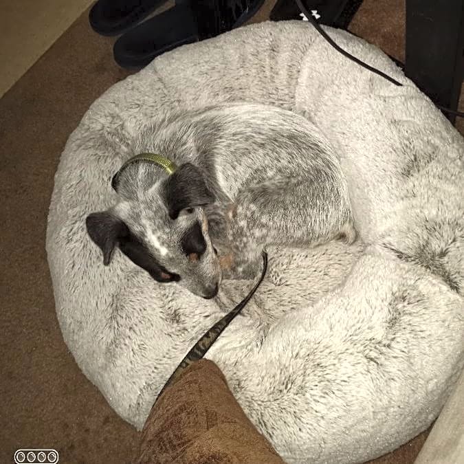 Photo of Finn