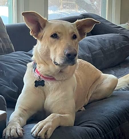 Photo of Layla