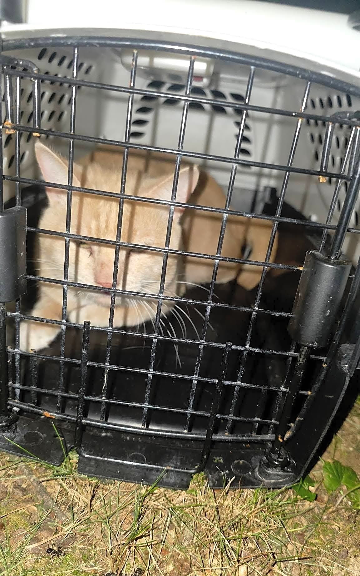 Photo of Hoarding Cats 7.30.26