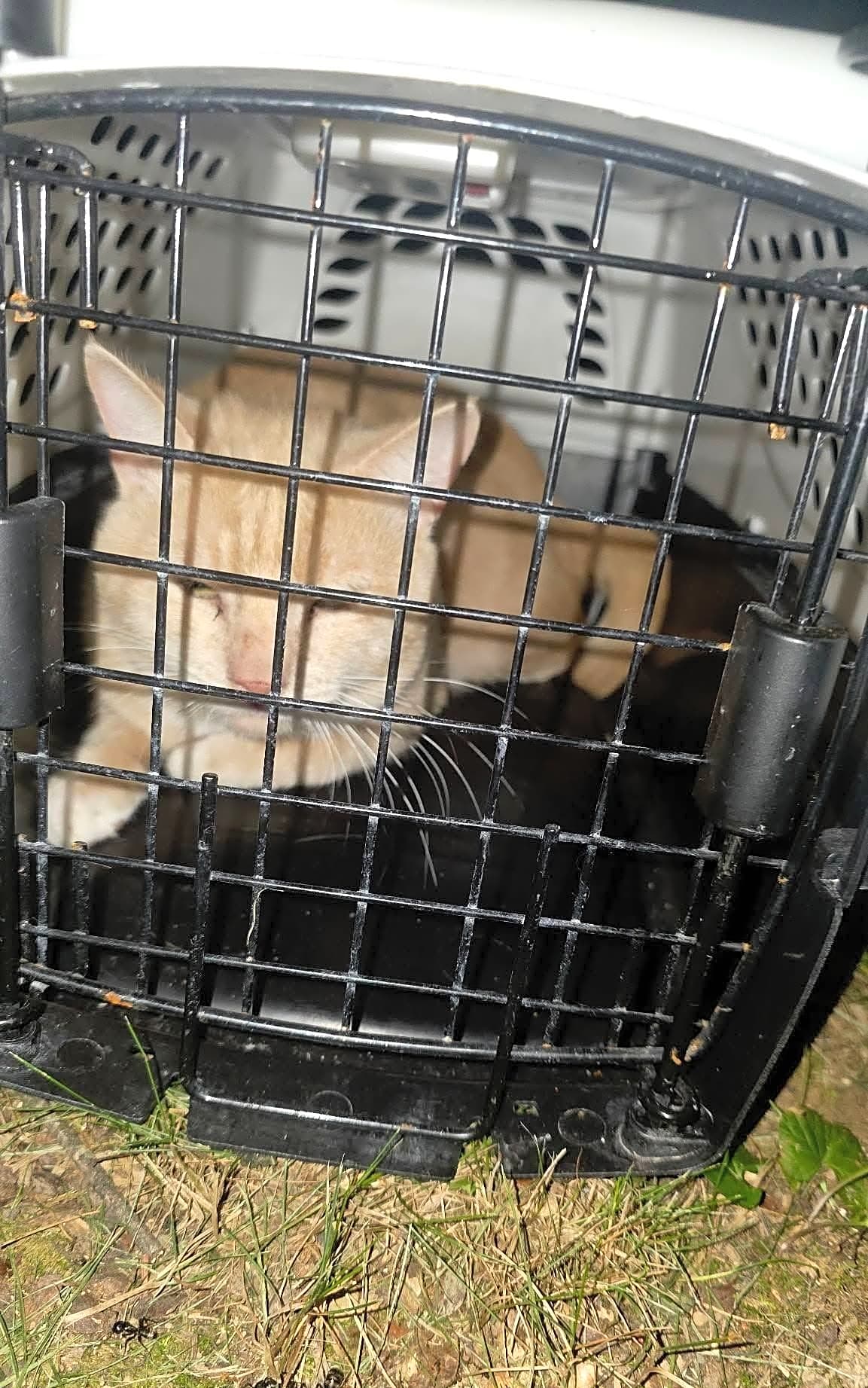 Photo of Hoarding Cats 7.30.26