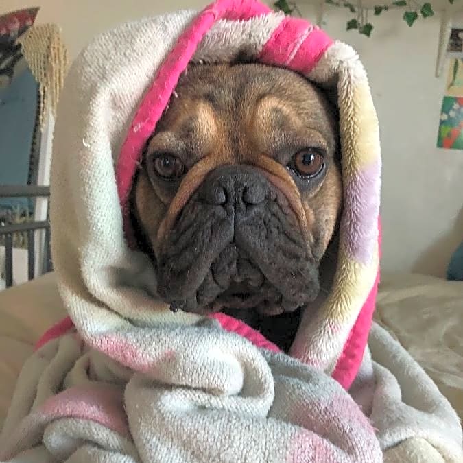 Photo of Bruno