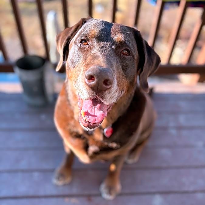 Photo of Maverick