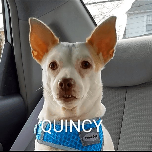 Photo of Quincy