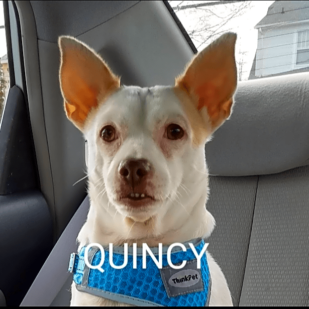 Photo of Quincy