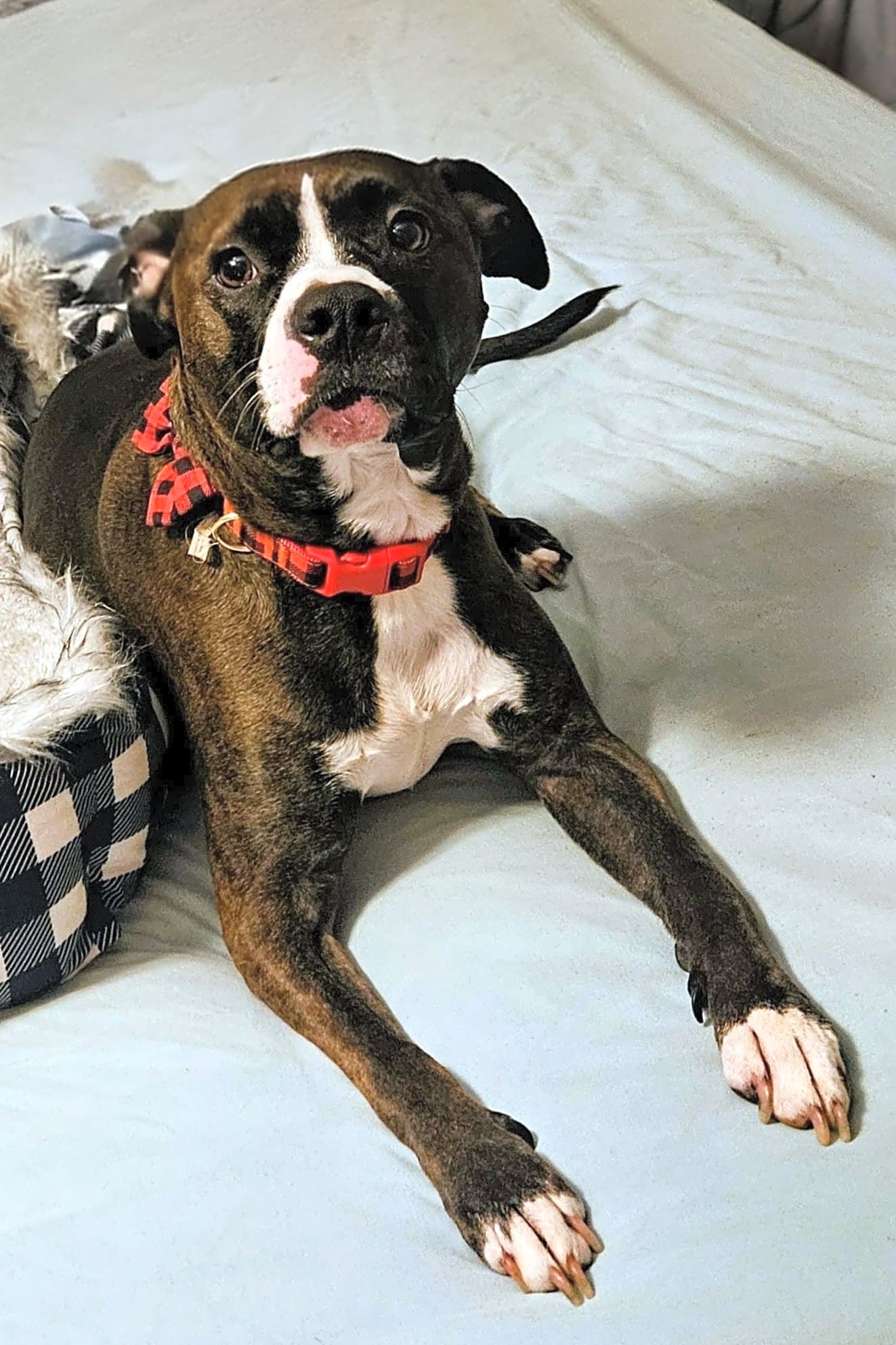 Photo of Flossie