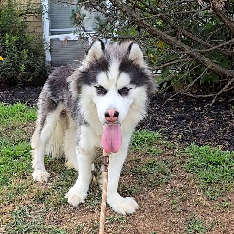 Photo of Rocky