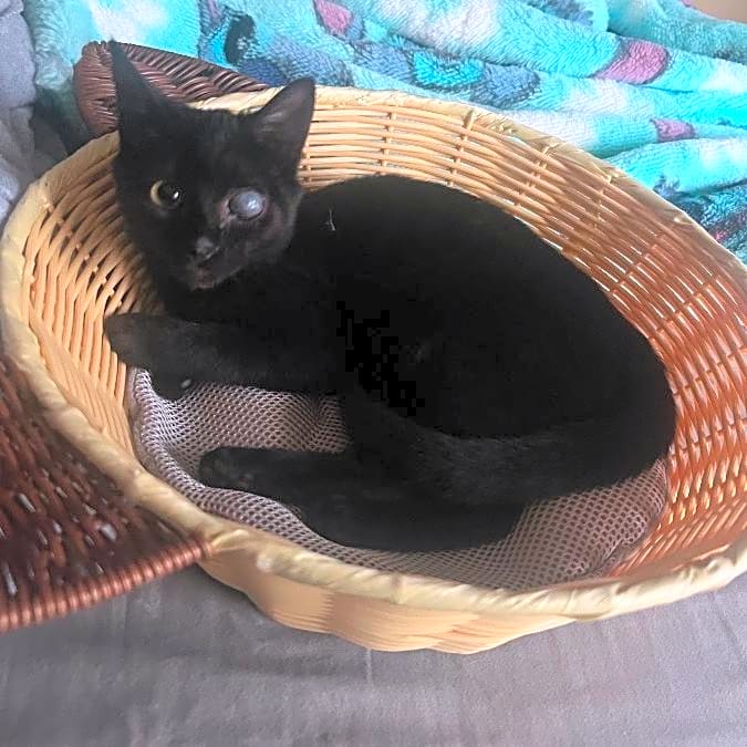 Photo of Artemis