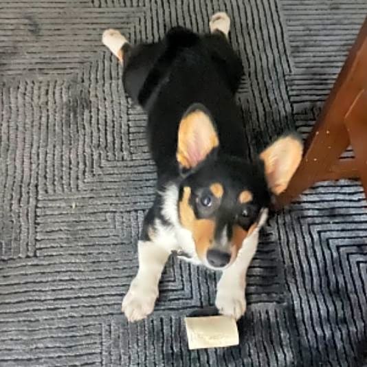 Photo of Birdie