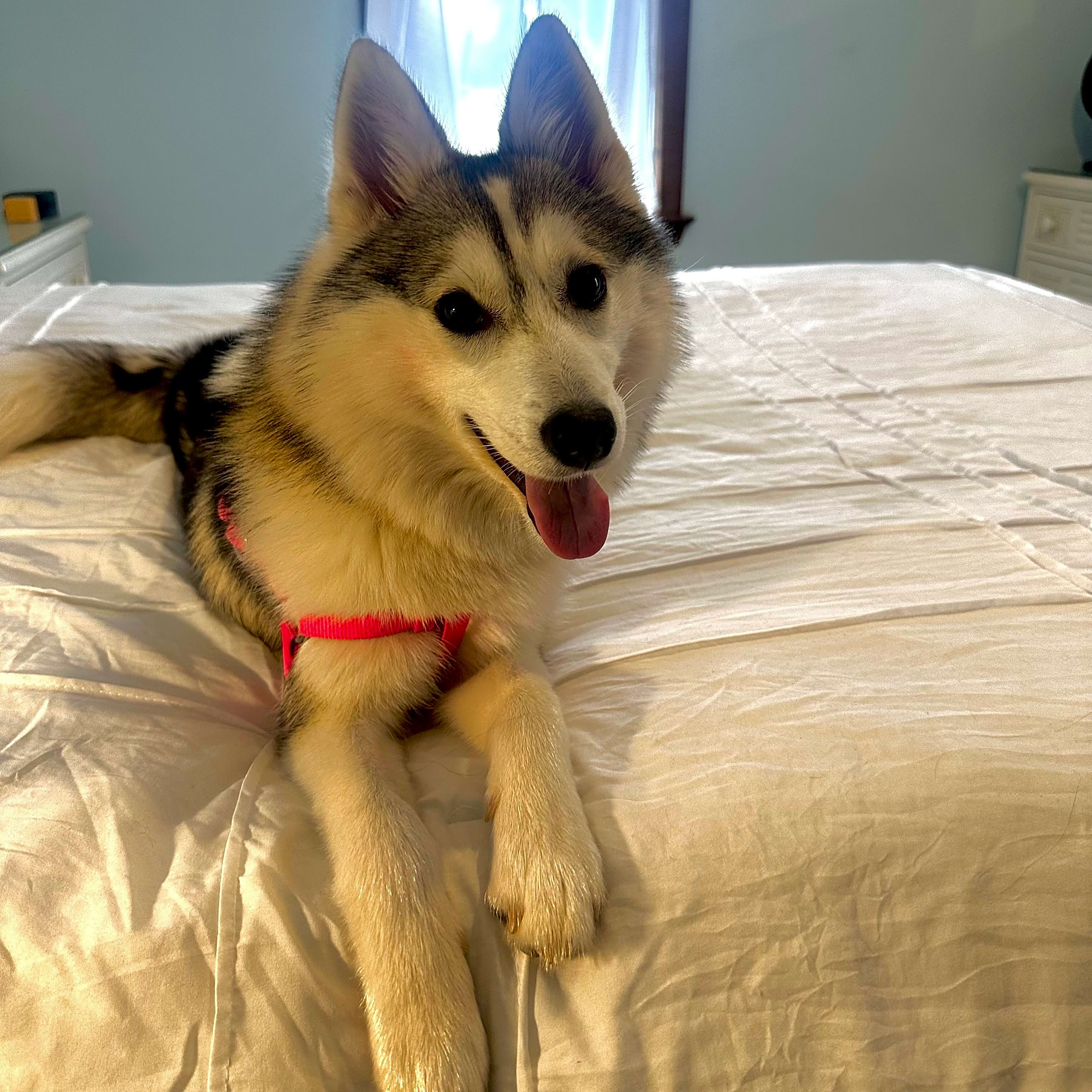 Photo of Lola