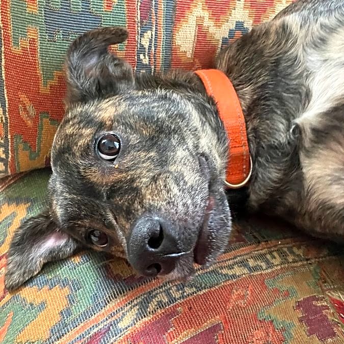 Photo of Hazel
