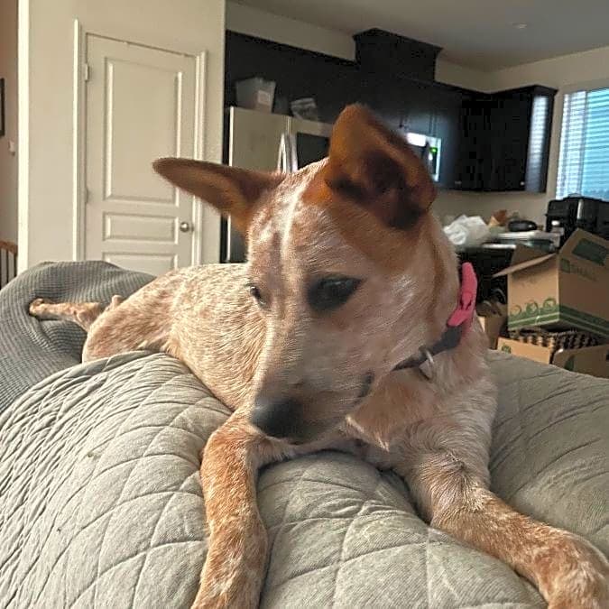 Photo of Cora