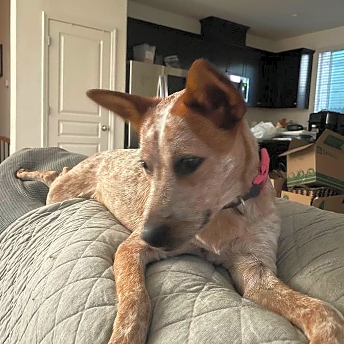 Photo of Cora