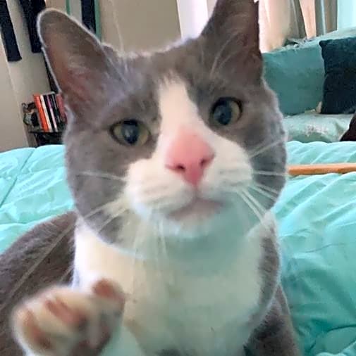 Photo of Comet