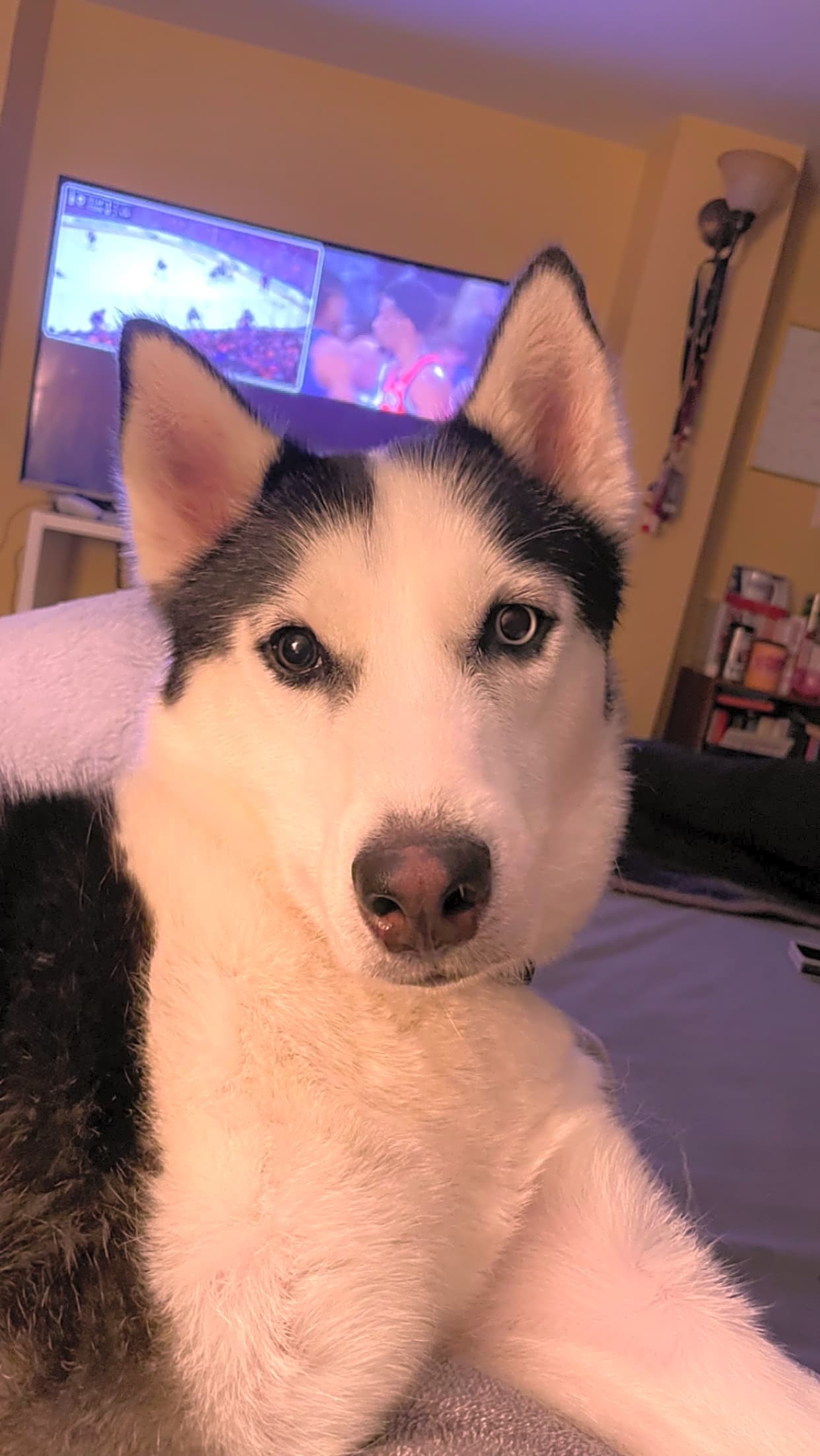 Photo of Arlo