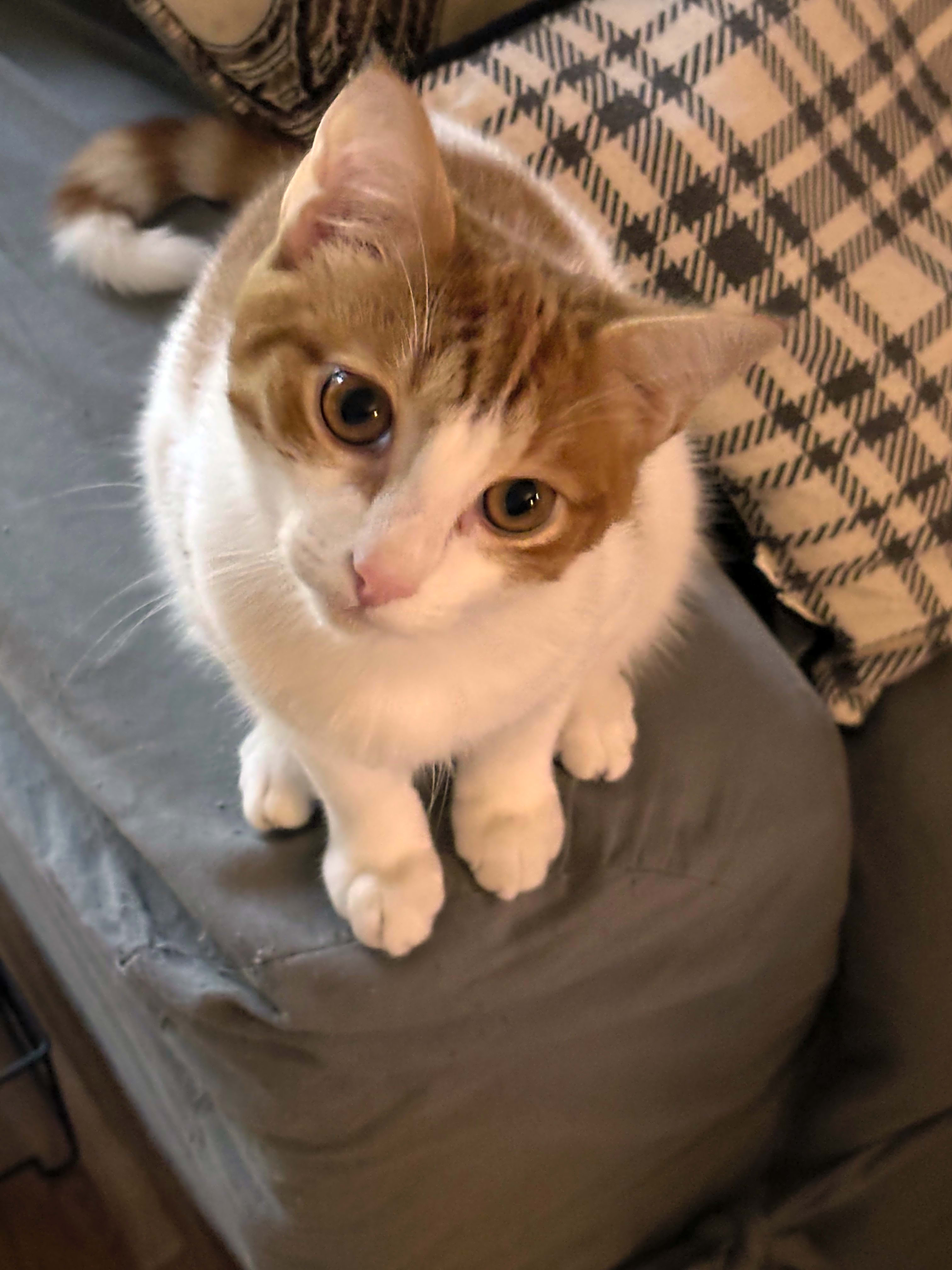 Photo of Popcorn