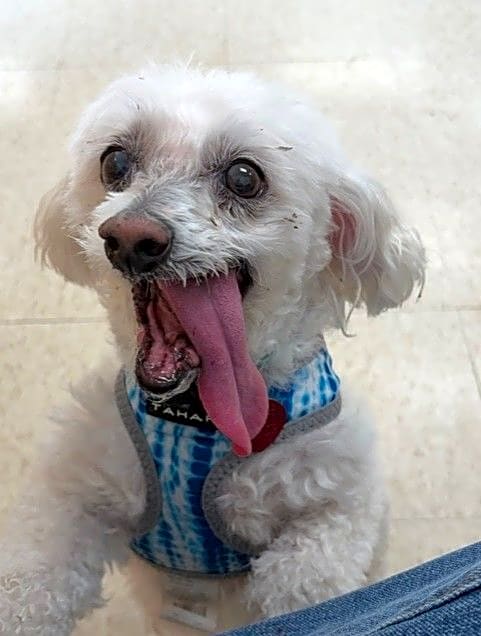 Photo of Jax