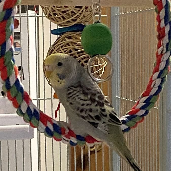 Photo of Charlie