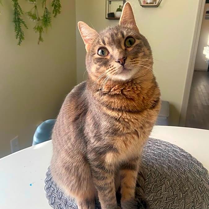 Photo of Boba