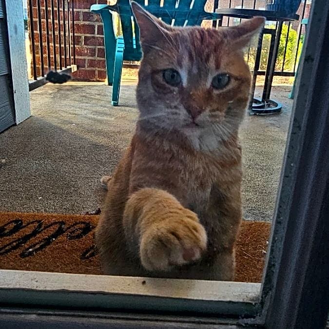 Photo of Tiger