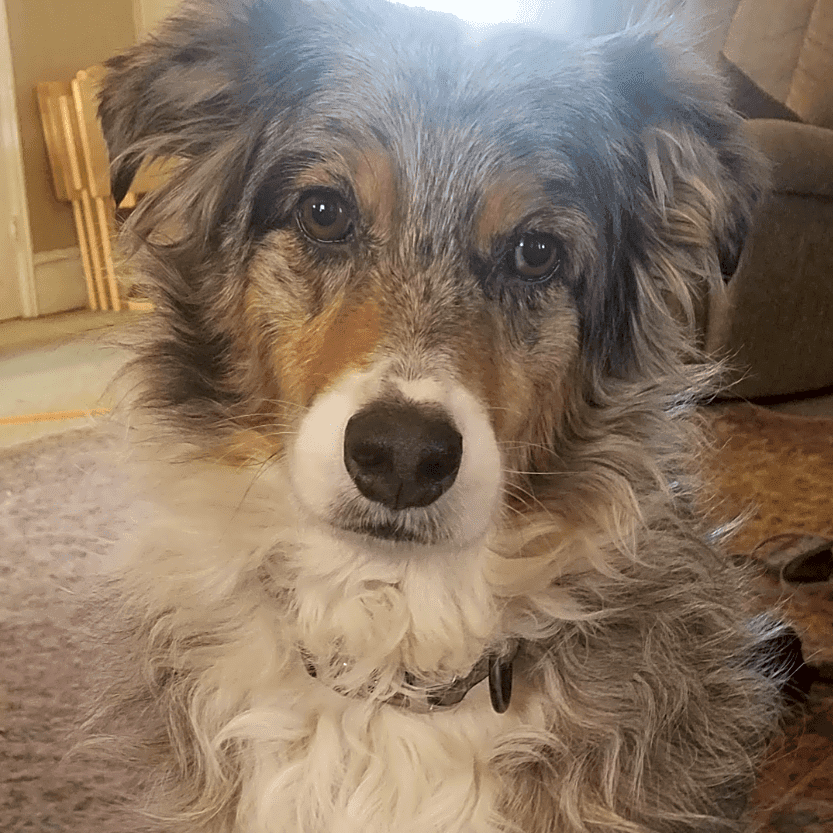Photo of Dallas