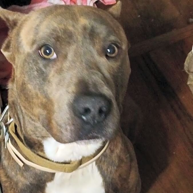 Photo of Doggie