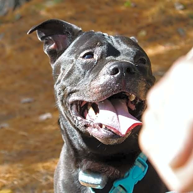 Photo of Dozer