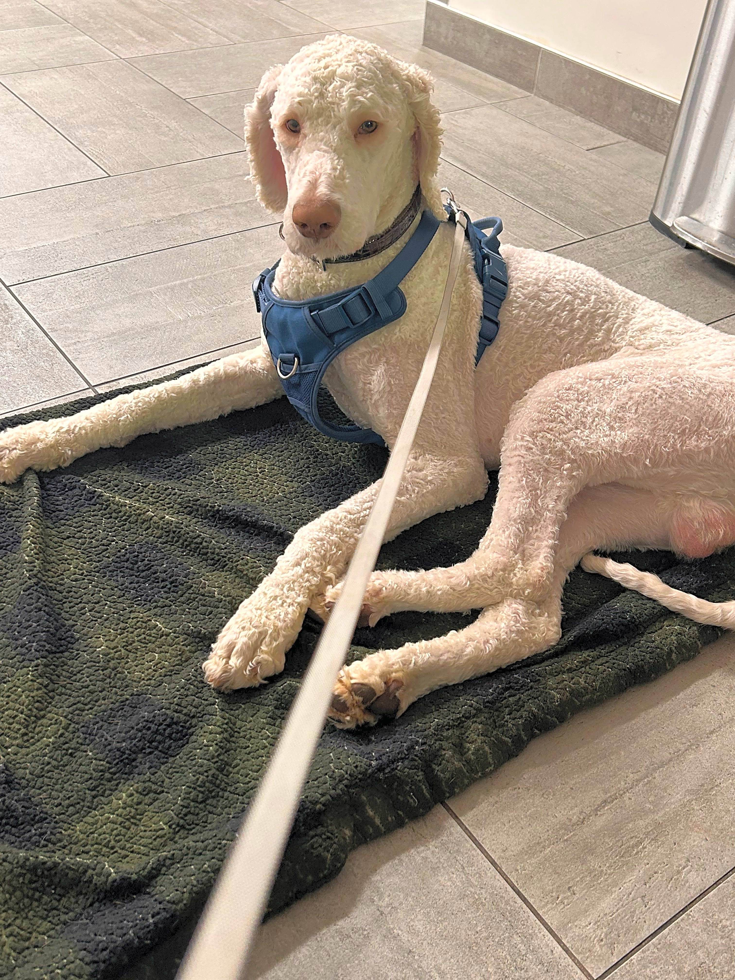 Photo of Barkley